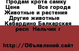 Продам крота самку › Цена ­ 200 - Все города Животные и растения » Другие животные   . Кабардино-Балкарская респ.,Нальчик г.